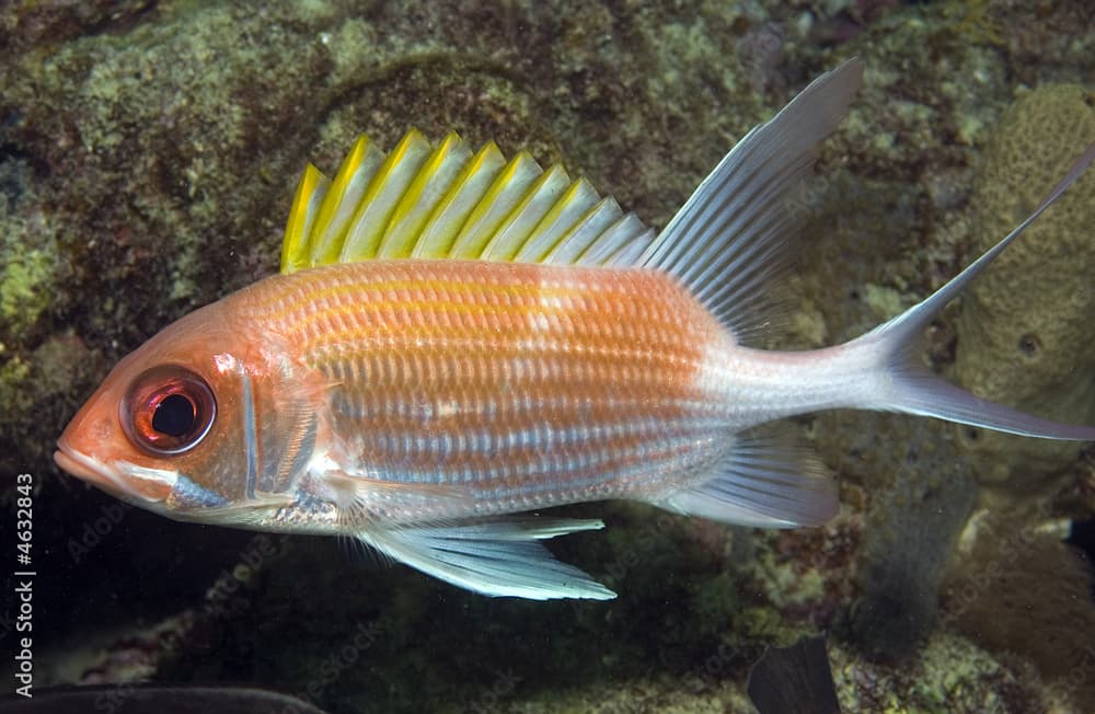 Squirrelfish, Holocentrus adscensionis