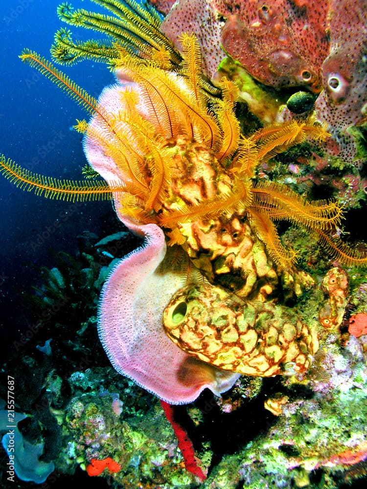 Colorful sponges, corral, squirrelfish at depth of 85 ft, scuba diving