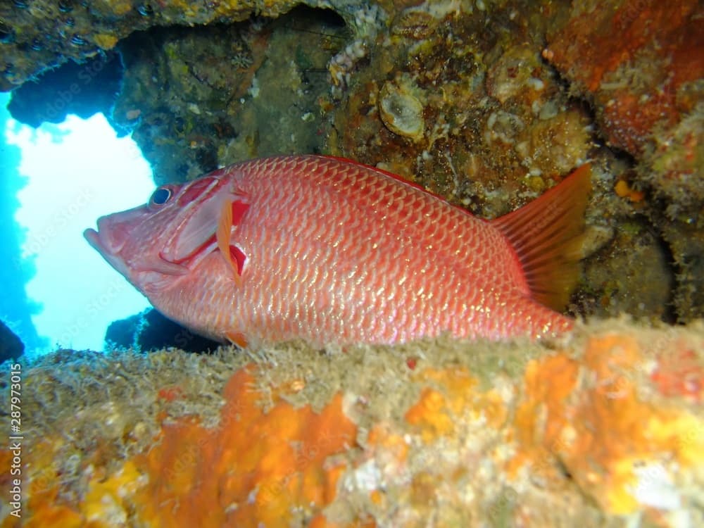 Longjawed Squirrelfish - Sargocentron Spineferum