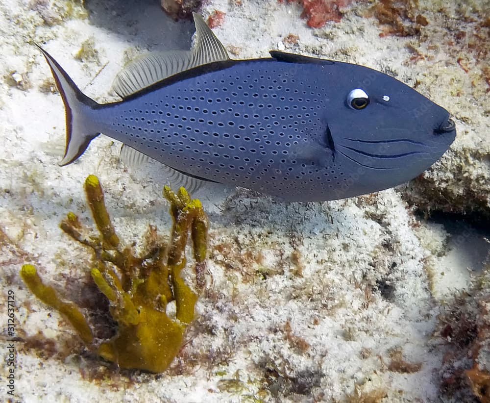 A Sargassum Triggerfish (Xanthichthys ringens)