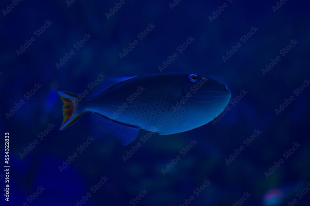 Xanthichthys ringens fish, isolated on blue background