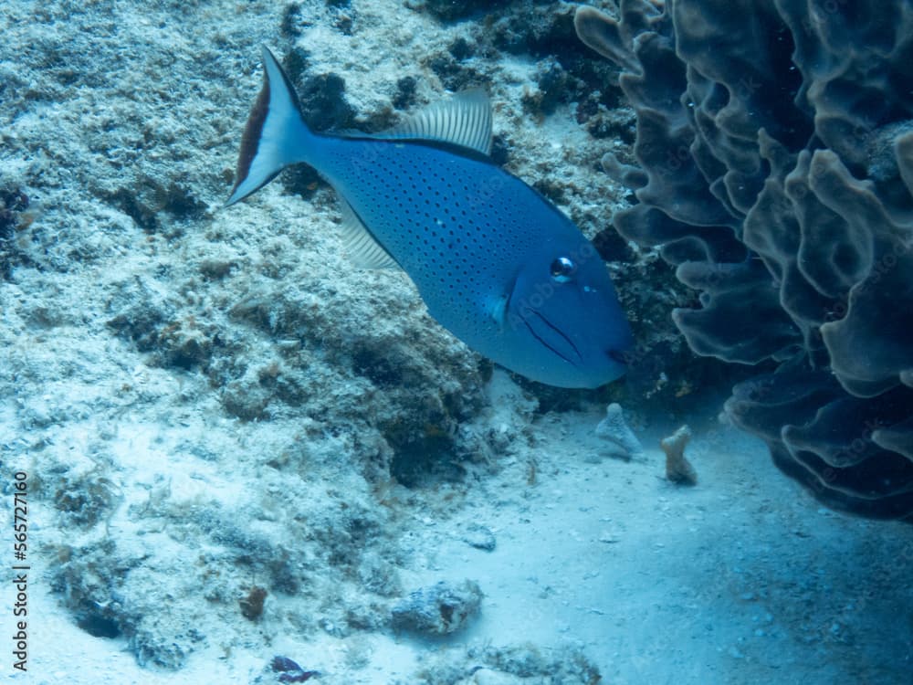 Sargassum Triggerfish