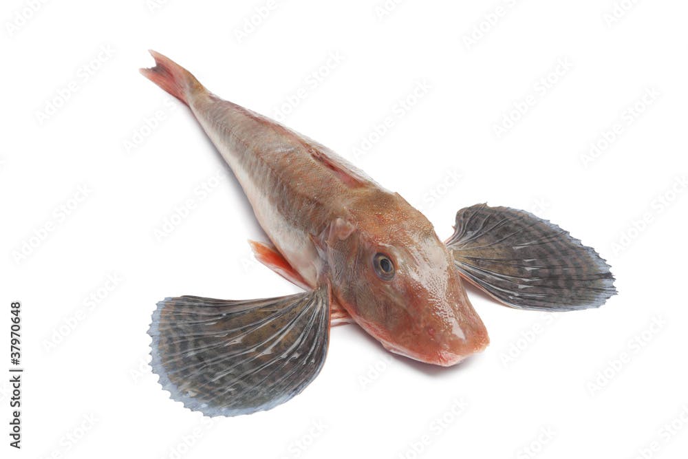 Whole single red tub gurnard fish