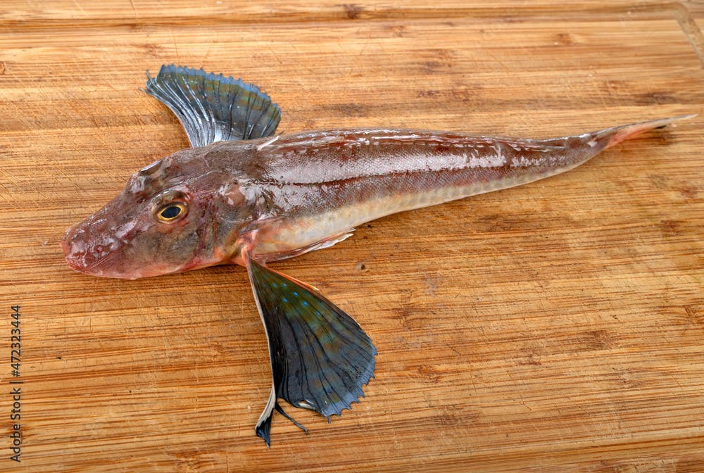 Tub gurnard in studio