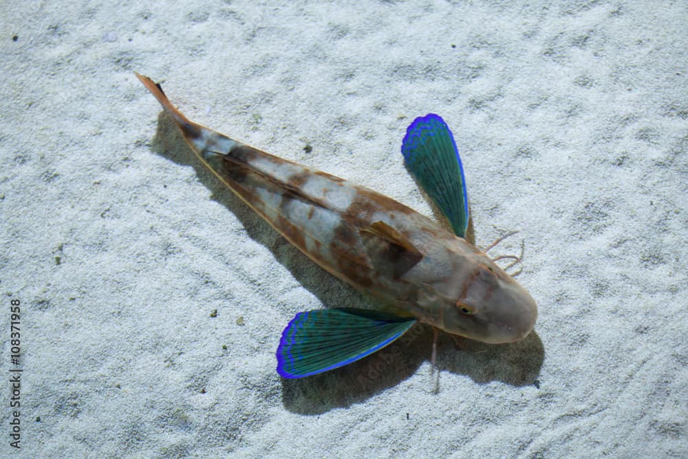 Tub gurnard (Chelidonichthys lucerna).