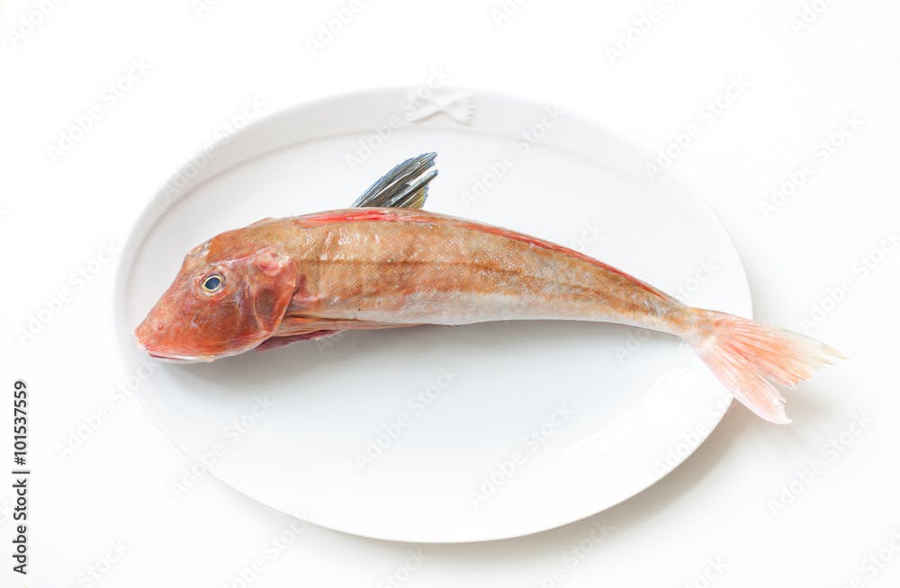 Tub gurnard raw fish on  a plate