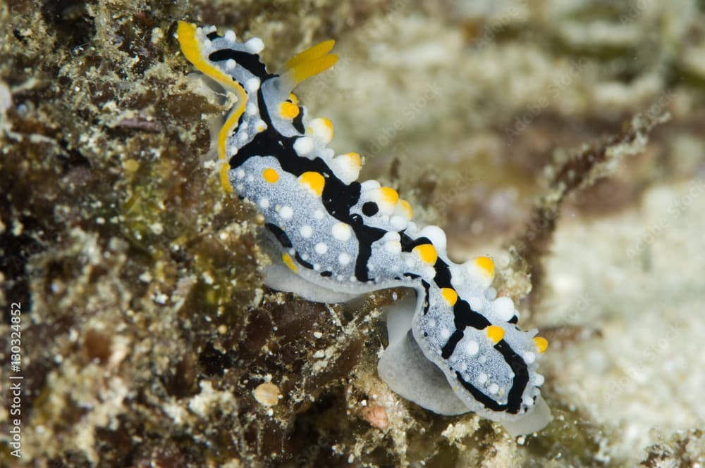 Phyllidia exquisita nudibranch, Indo-west Pacific waters, grows to 50mm, Philippines