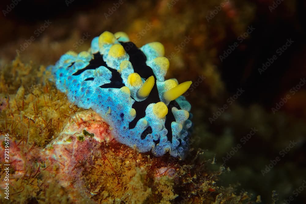 Blue Yellow Nudibranch / Sea Slug (Phyllidia exquisita)