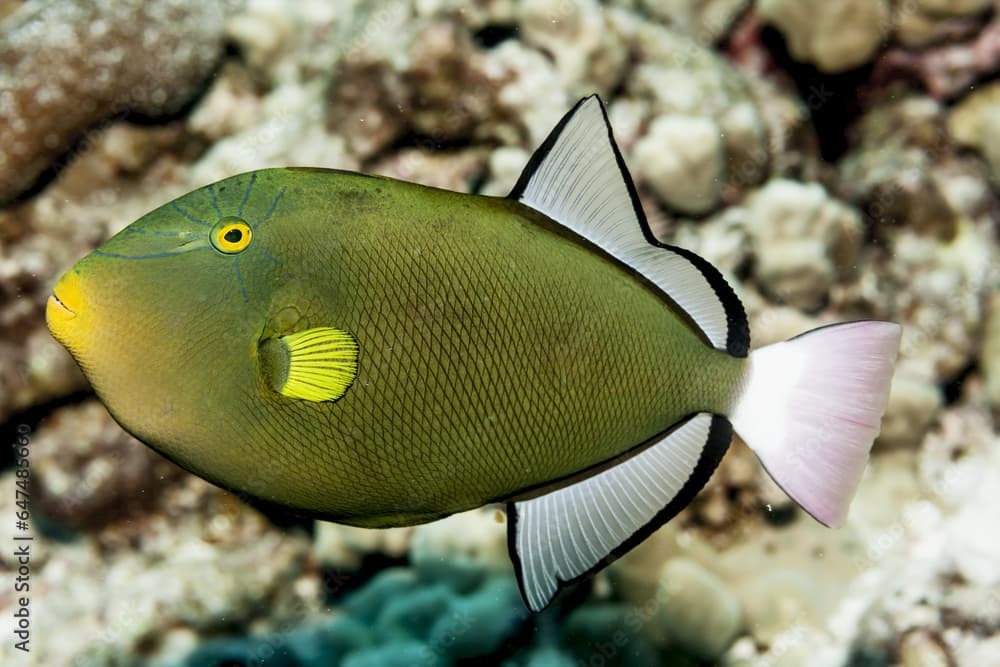 Pinktail Durgon (Melichthys Vidua), Near Kona; Island Of Hawaii, Hawaii, United States Of America