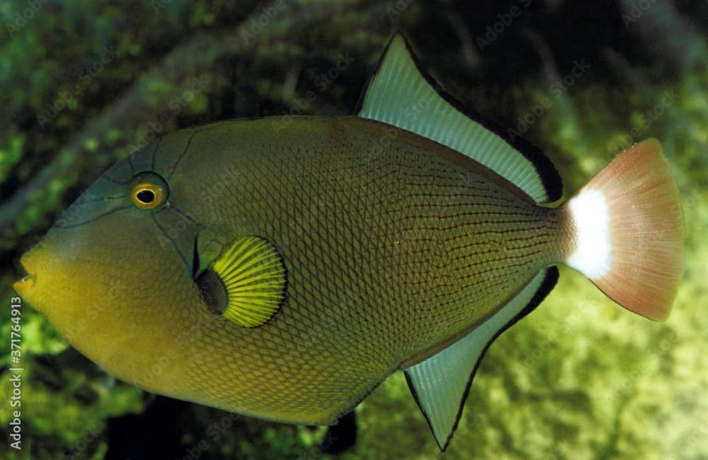 Pinktail Triggerfish, melichthys vidua