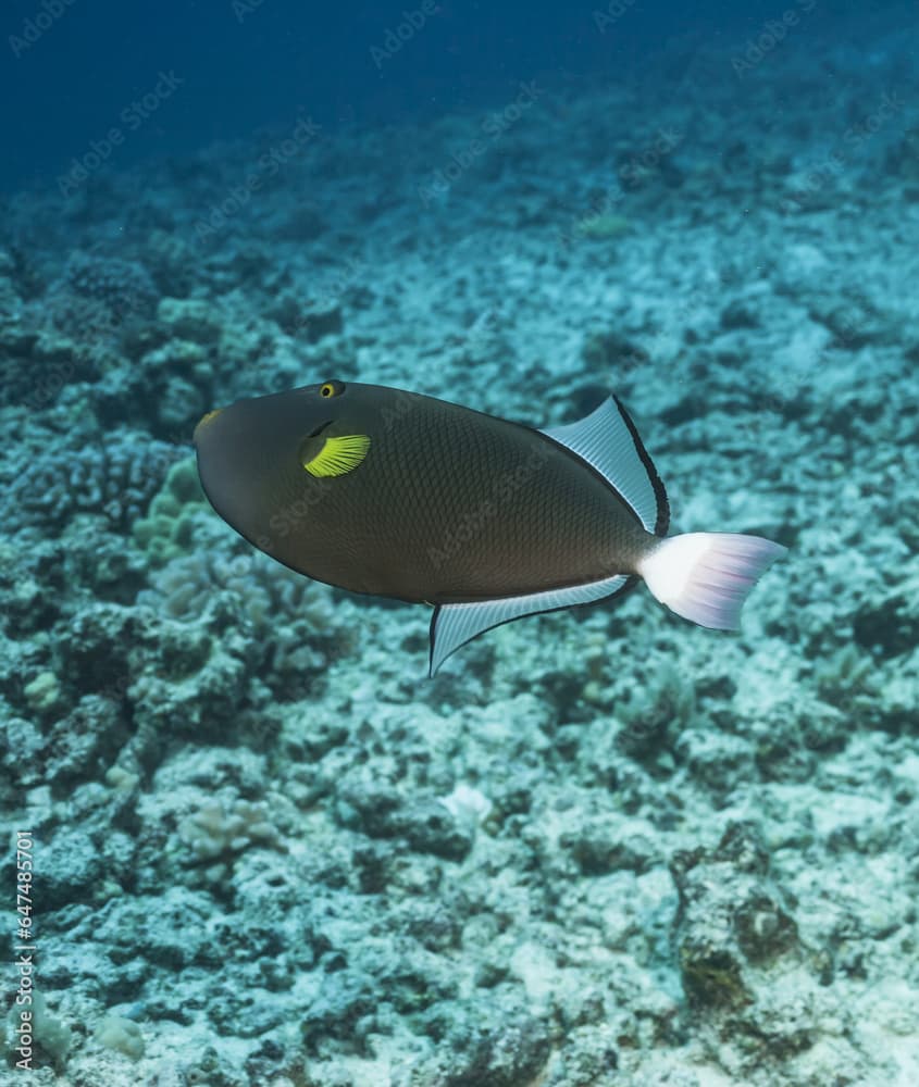 Pinktail Durgon (Melichthys Vidua); Kona, Island Of Hawaii, Hawaii, United States Of America