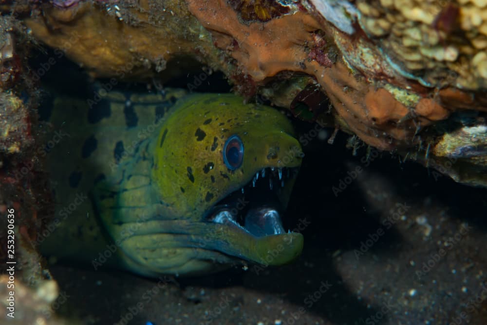 Fimbriated moray · Gymnothorax fimbriatus · Reeflings Library