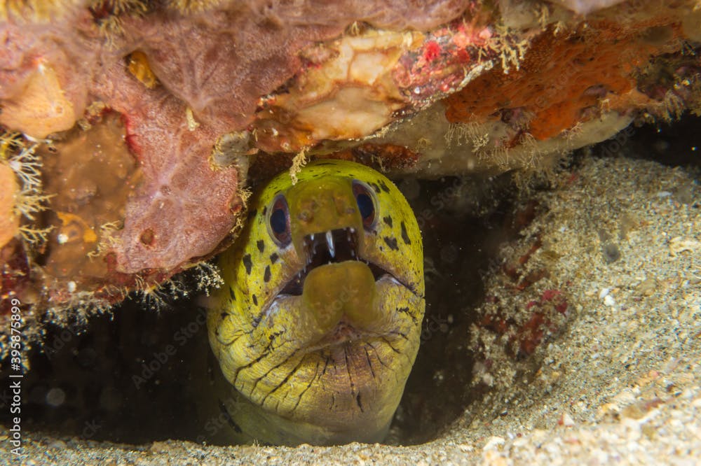 Bright green fimbriated moray (Gymnothorax fimbriatus) also known as darkspotted moray or spot-face moray is a moray eel of the family Muraenidae.  Undertwater Photography and marine life.