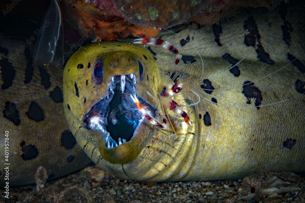 Spot Face moray eel (Gymnothorax fimbriatus) showing off its awesome jaws