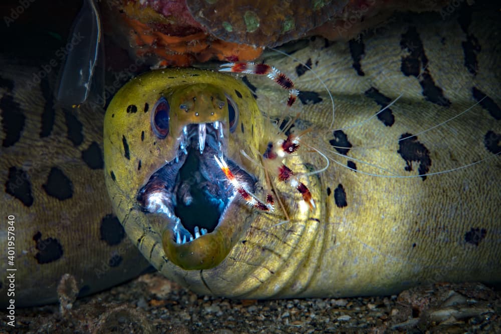 Fimbriated moray · Gymnothorax fimbriatus · Reeflings Library