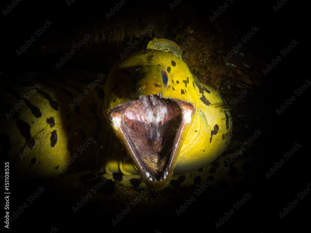Fimbriated moray eel. Gymnothorax fimbriatus among the reef with the opened mouth.