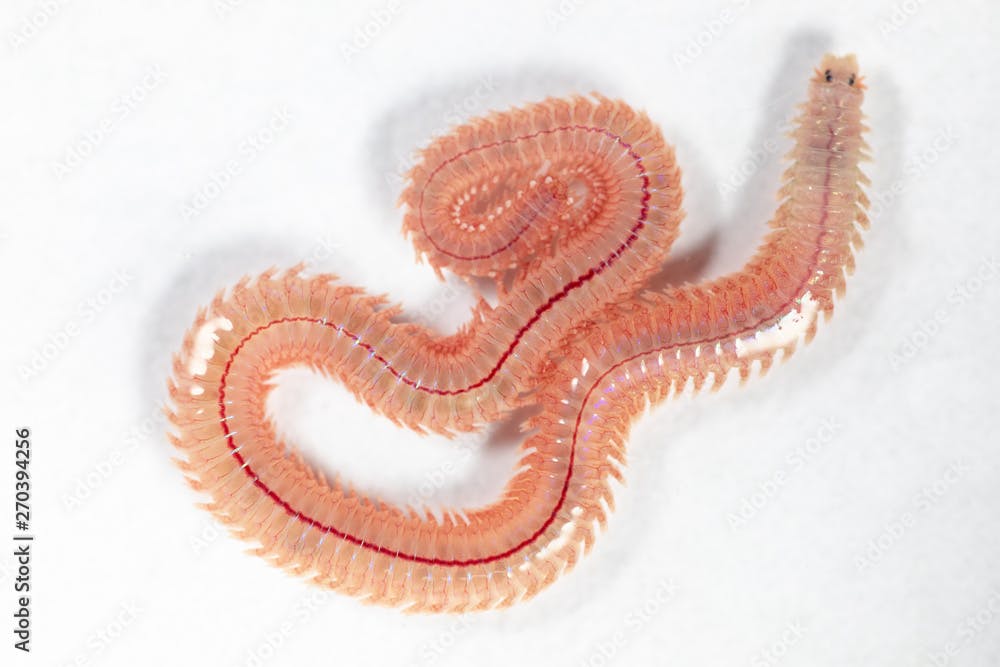 Sand Worm (Perinereis sp.) is the same species as sea worms (Polychaete), Living in a beach area with relatively shallow water levels for education in laboratory.