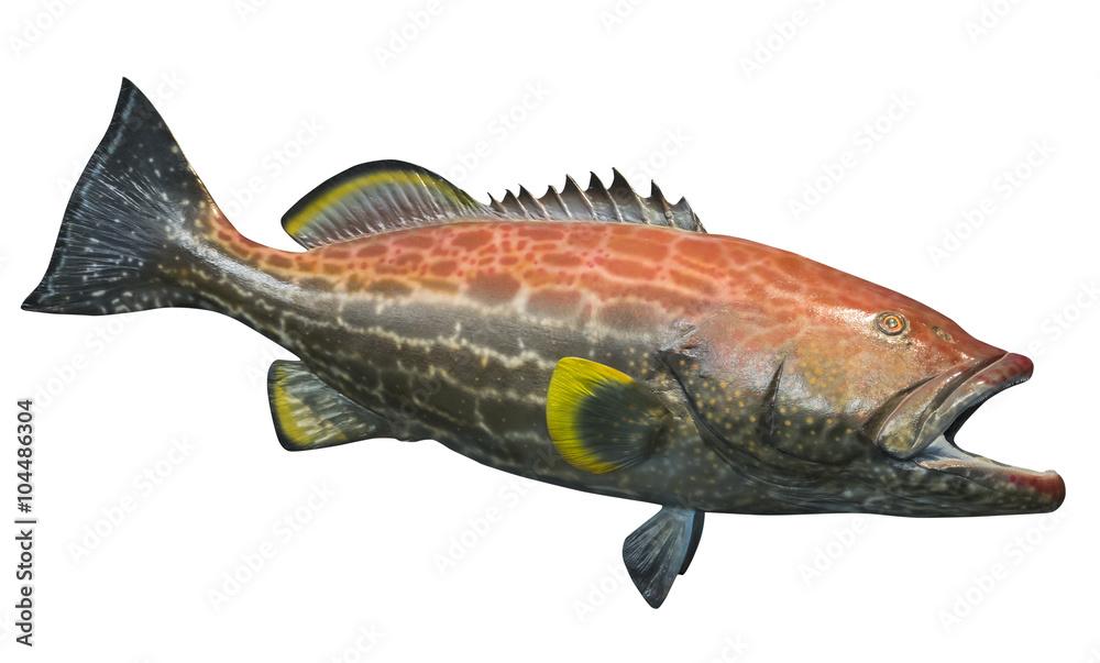 Large yellowfin grouper ( Mycteroperca venenosa )