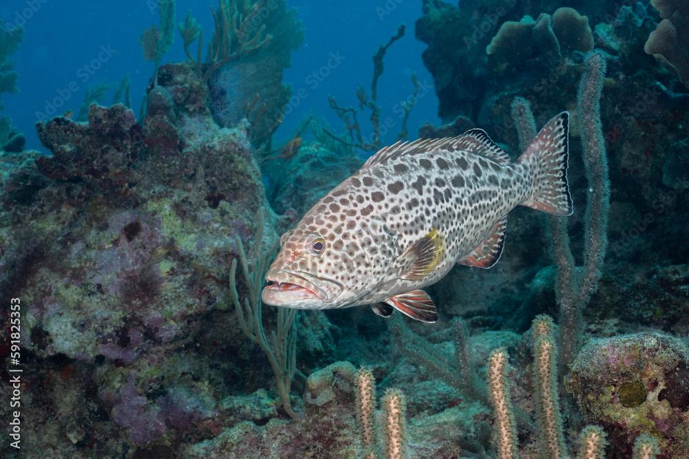 Yellowfin grouper