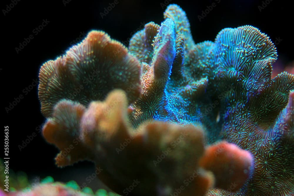 Pavona Coral SPS - Pavona decussatus