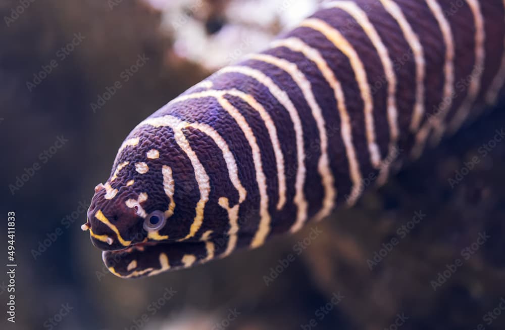 Close-up view of a zebra moray (Gymnomuraena zebra)