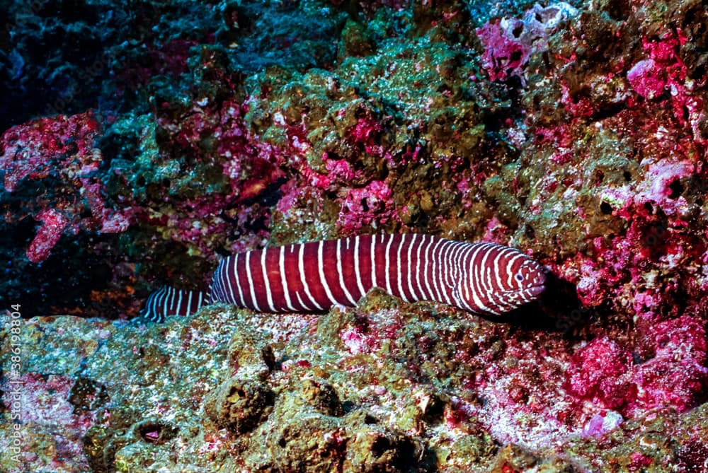 Zebra Moray Eel (Gymnomuraena zebra) - Galapagos Islands