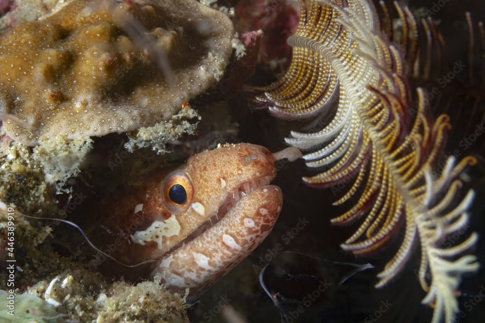 Gymnothorax zonipectis hiding in cave underwater