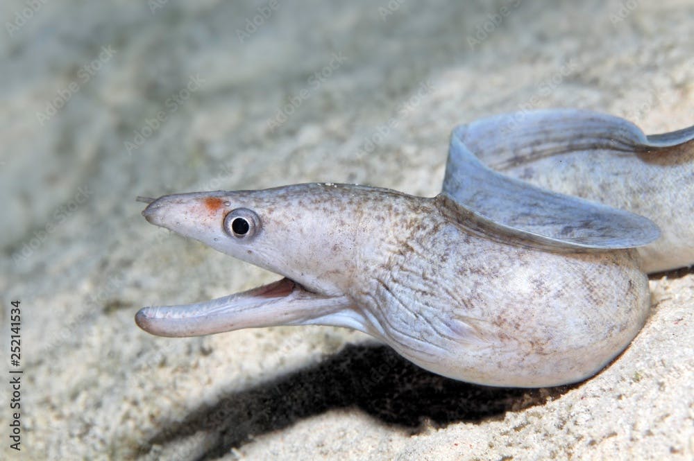 Barred-fin moray (Gymnothorax zonipectis) lies on sandy ground, Red Sea, Egypt, Africa