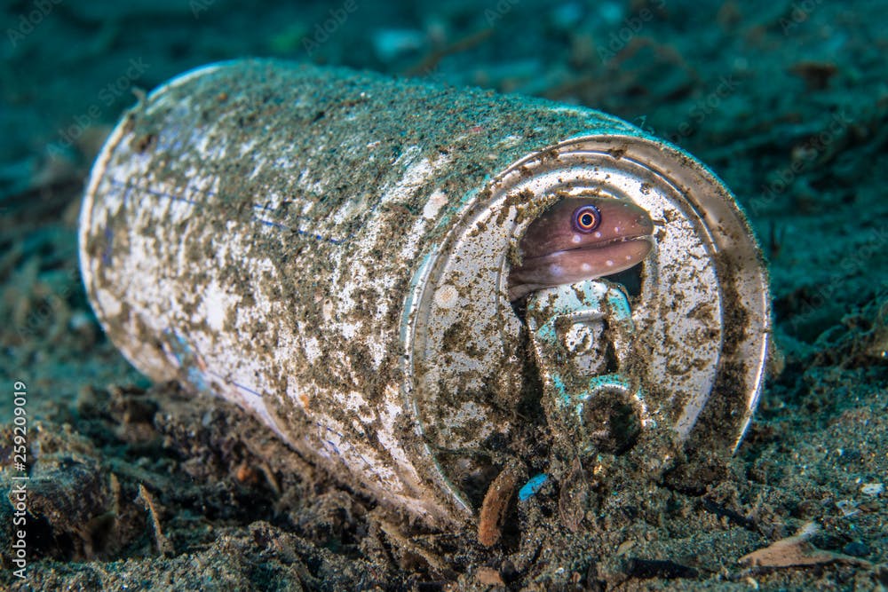 Close up of barred fin moray sheltering in a discarded aluminum drink can