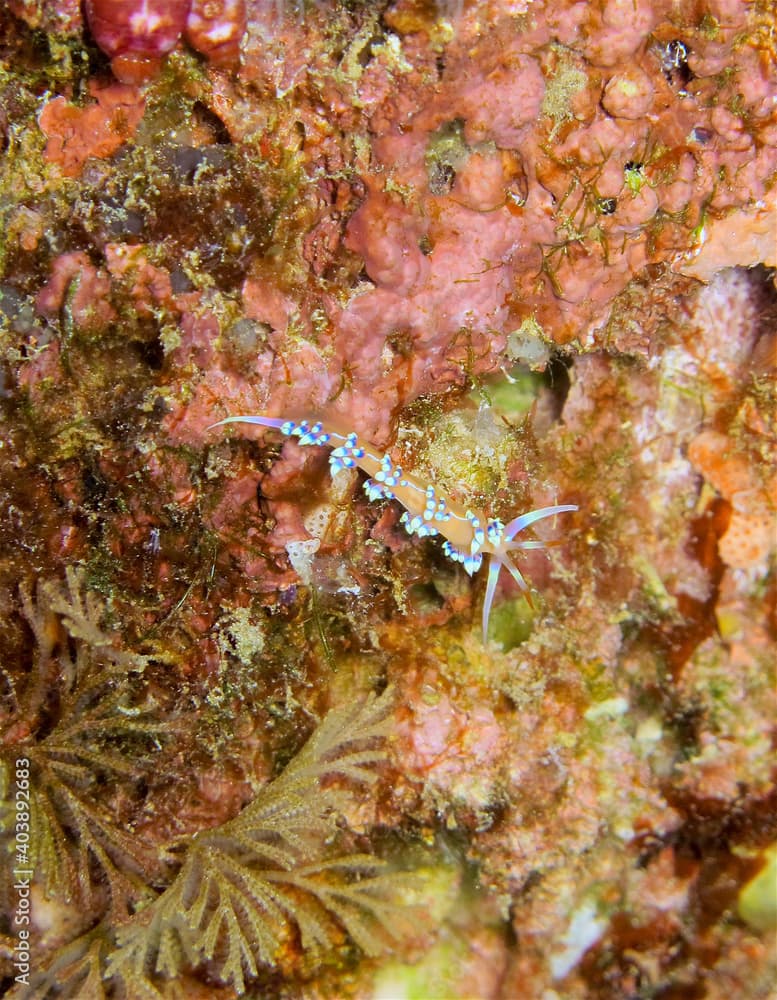 Tropical nudibranch Indian Caloria (Caloria indica) on the reef. Raja Ampat