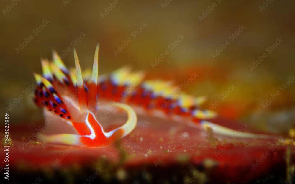 The nudibranch Caloria indica