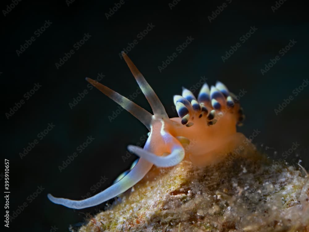 Indian Caloria, Aeolid Nudibranch (Caloria indica)