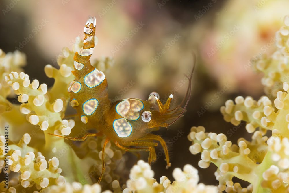 Sexy Shrimp on Soft Coral