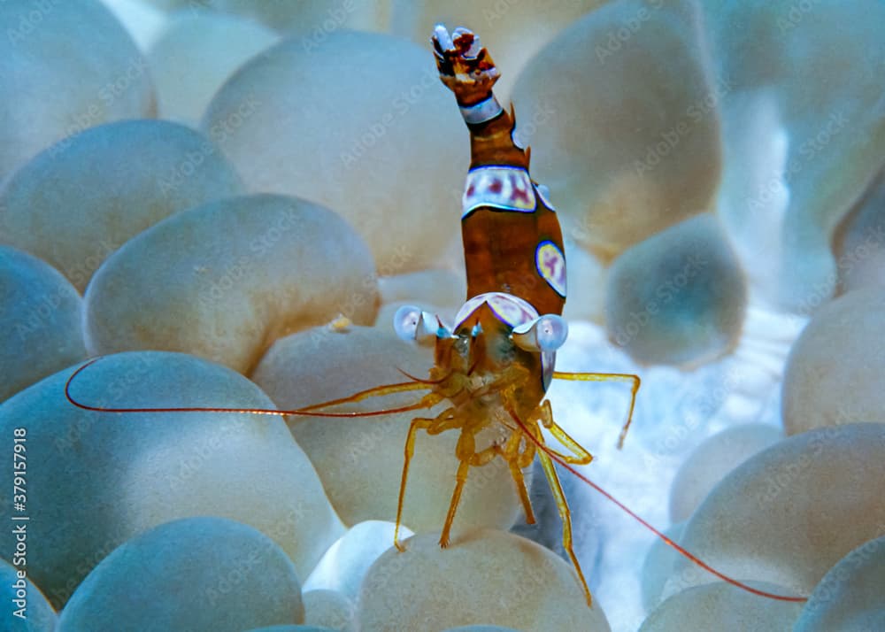 Squat Shrimp - Sexy Shrimp (Thor amboinensis) on Bubble Coral