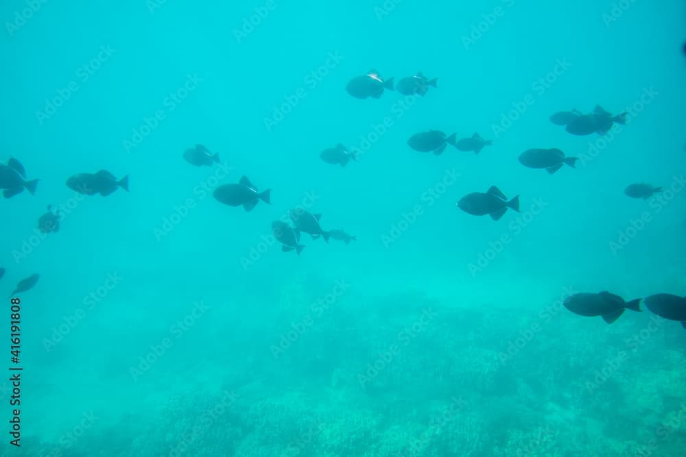 Black Durgon Triggerfish in the Pacific ocean.