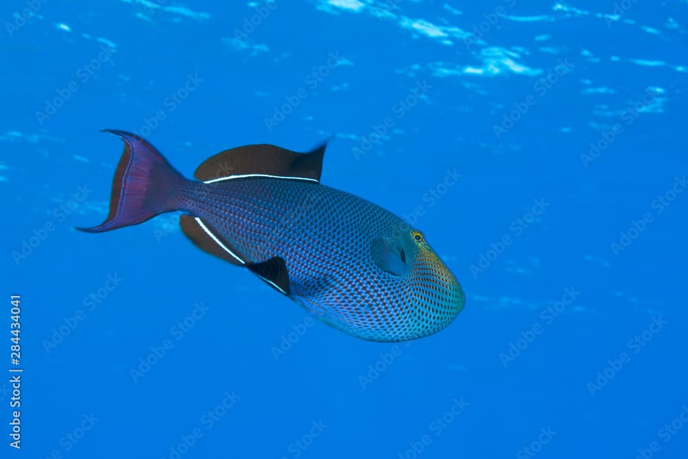 Black Durgon (Melichthys niger), Utila, Bay Islands, Honduras, Central America