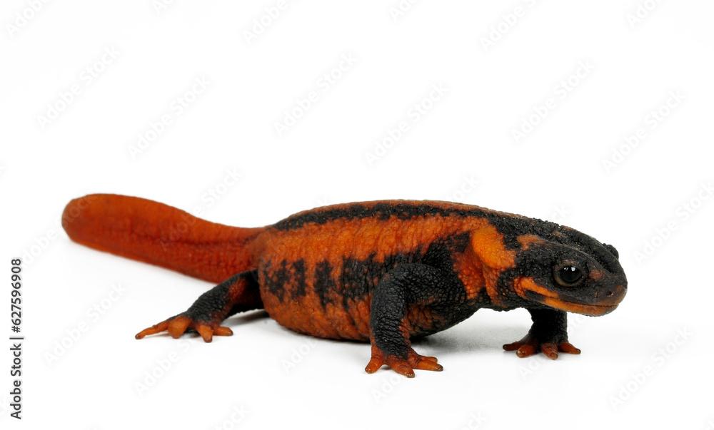 Red-tailed knobby newt // Kweichow-Krokodilmolch  (Tylototriton kweichowensis)