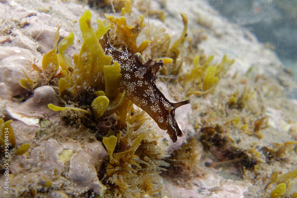 Dotted sea-hare (Aplysia punctata) in Mediterranean Sea