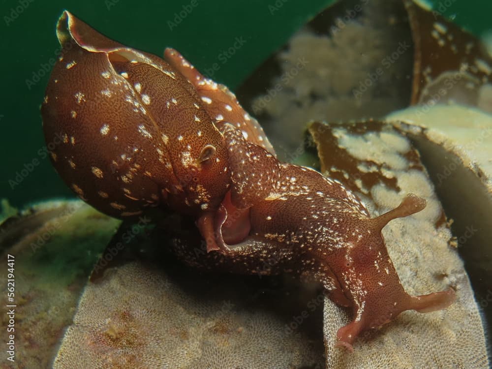 Sea hare Aplysia punctuate mating 
From Oslo fjord, Norway