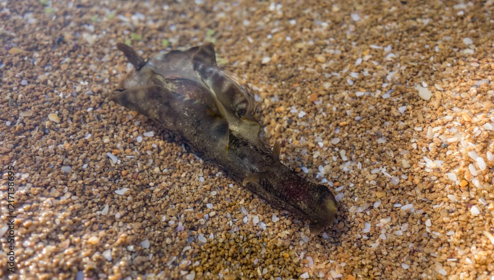 Sea hare (Aplysia punctata)