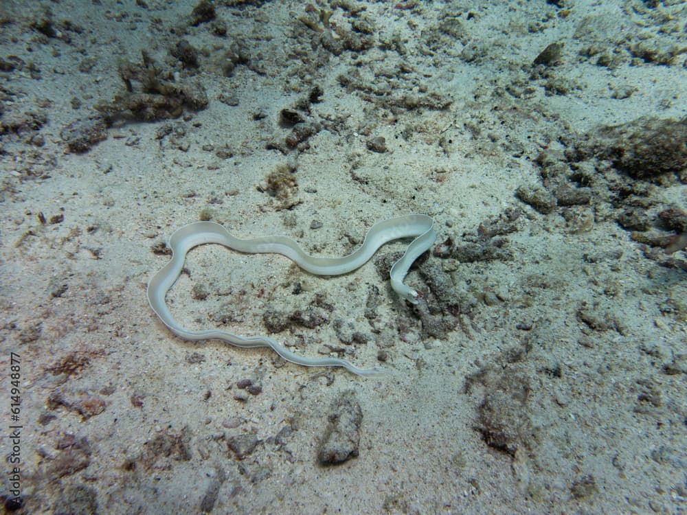 white ribbon eel