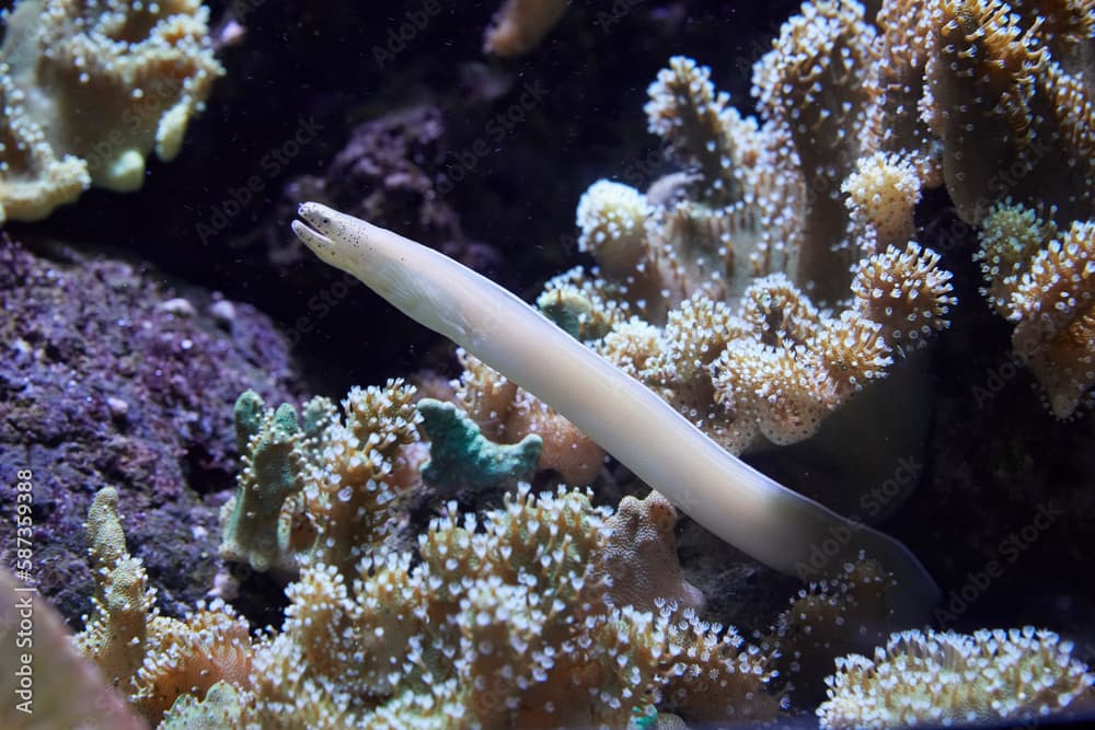 White ghost moray, (Pseudechidna brummeri)