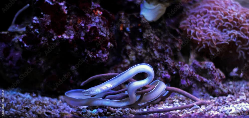 Ghost Eel (Pseudechidna brummeri)