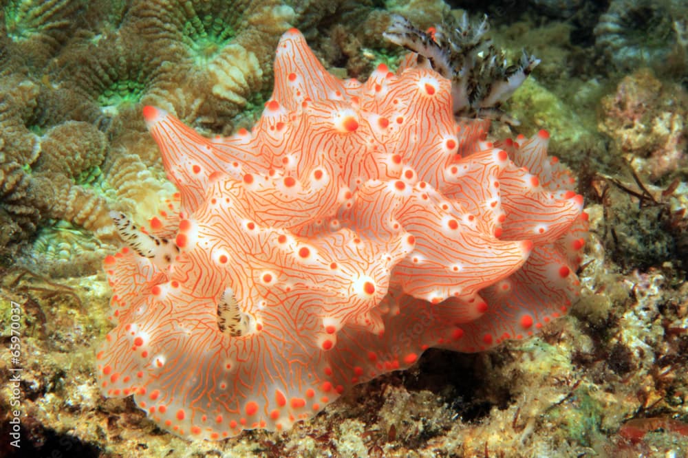 Halgerda Batangas, Lembeh Strait, Indonesia