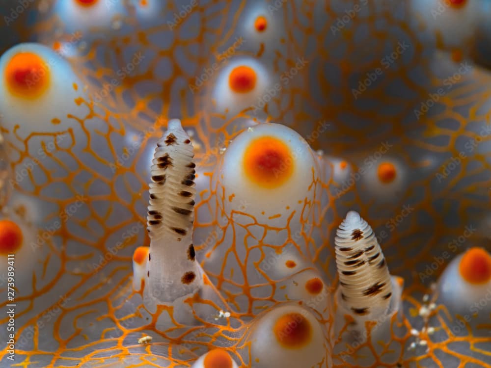 Rhinophores of a Halgerda Nudibranch (Pulau Bangka, North Sualwesi, Indonesia)