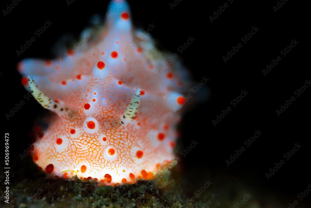 A halgerda batangas nudibranch on the sub-straight