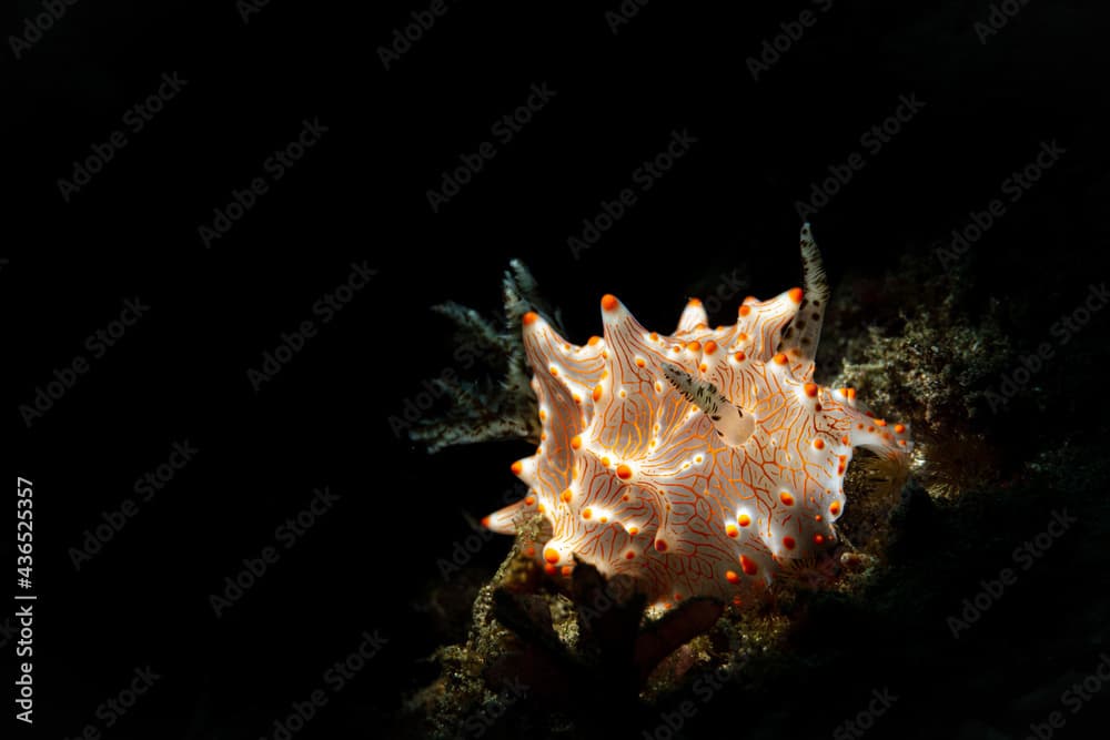 HALGERDA BATANGAS NUDIBRANCH