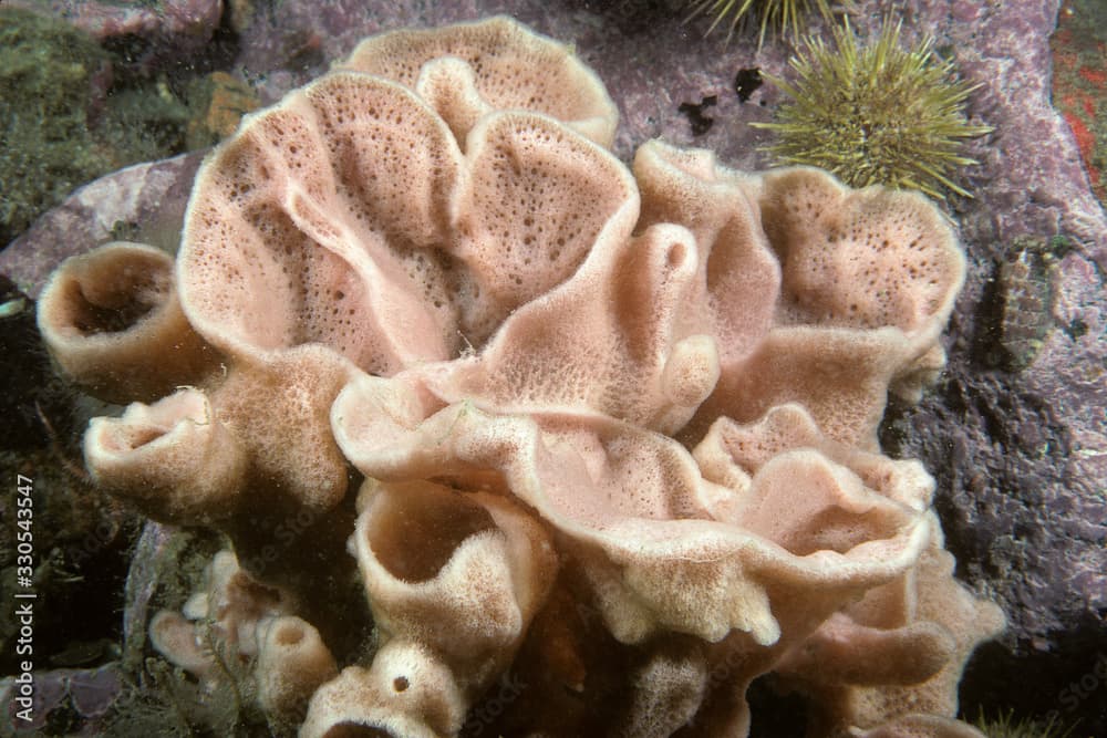 Chalice Sponge underwater in the St. Lawrence River