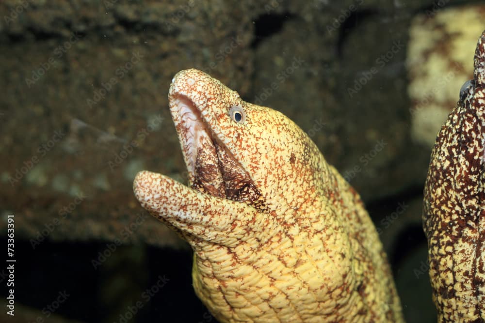 Kidako moray (Gymnothorax kidako) in Japan