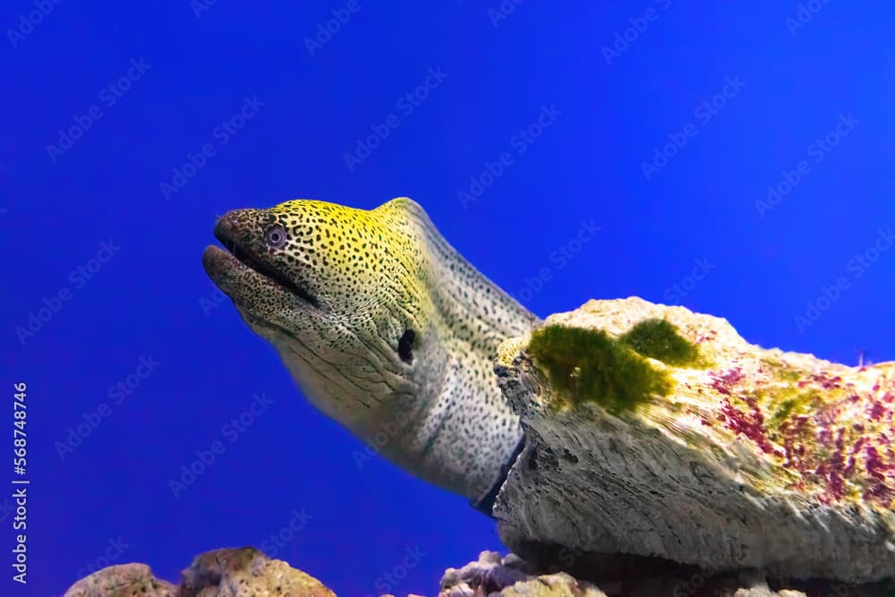 Gymnothorax kidako or kidako moray fish swimming out of its hiding place in aquarium, oceanarium pool with coral reef